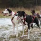 Preview: howling_dog_alaska_LightWeightTeam_harness_zughundesport