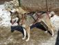 Preview: sali_zuggeschirr_hundegeschirr_x_back_flash_harness_schwarz