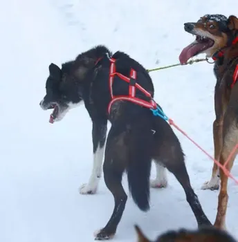 Preview: Maya_Multisport_Harness_Zuggeschirr