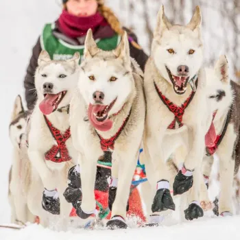 Preview: LightWeightHarnessX-Back