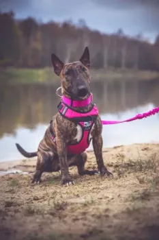 Preview: Sali_H_Trek_Harness_pink_live