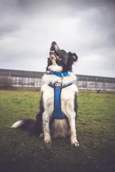 Preview: V-Trek-Hundegeschirr-Husky-Blau-