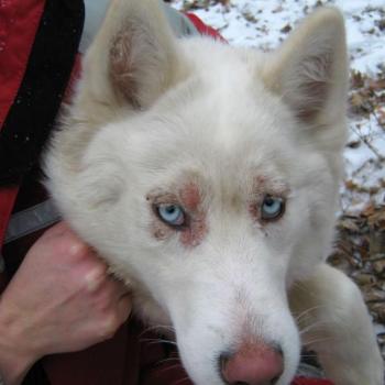 Preview: ZRDSibe_Nutrazinc