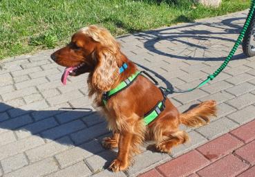 Preview: sali_fulmo_hundegeschirr_canicross_laufgeschirr_hunde_zuggeschirr_leichtes