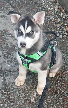 Preview: sali_hundegeschirr_welpe_laufgeschirr