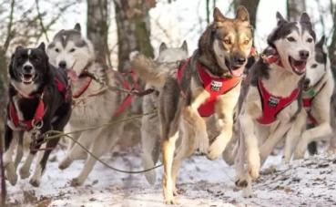 sport_sled_harness_team_rot
