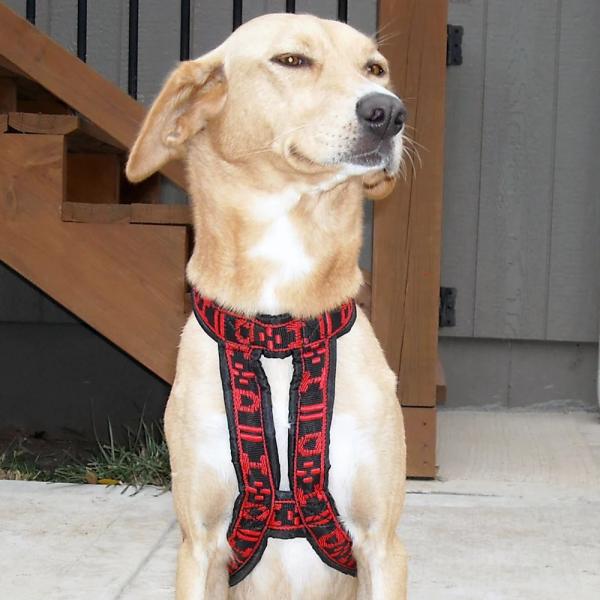 Hound_Harness_Front_Red
