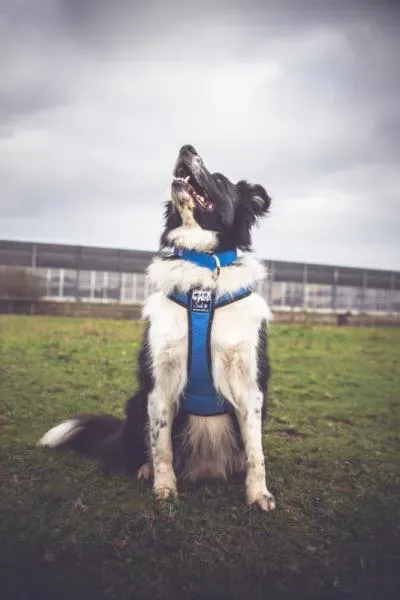 V-Trek-Hundegeschirr-Husky-Blau-