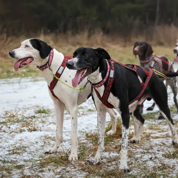 howling_dog_alaska_LightWeightTeam_harness_zughundesport