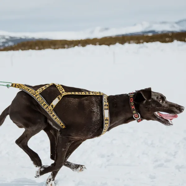 howling_dog_alaska_LightWeight_yellow_harness_zughundesport