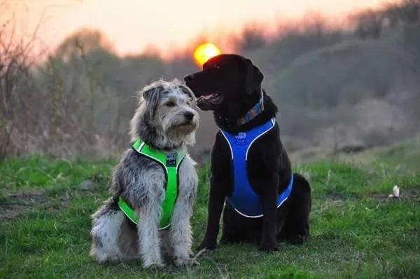 sali_speed_hundegeschirr_canicross_laufgeschirr_hunde