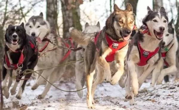 sport_sled_harness_team_rot