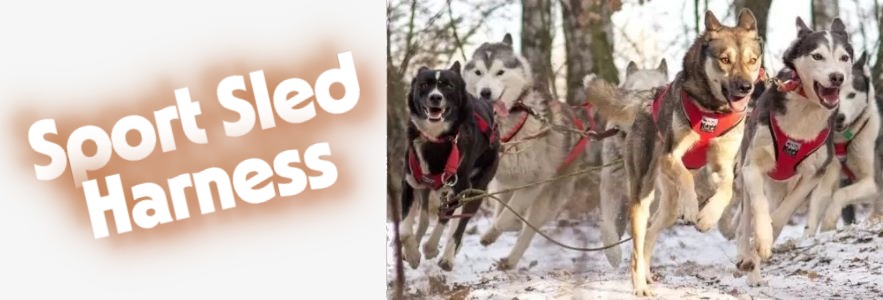 sport_sled_harness_team